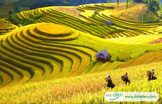 Things to do in Lao Cai-Muong Hoa valley