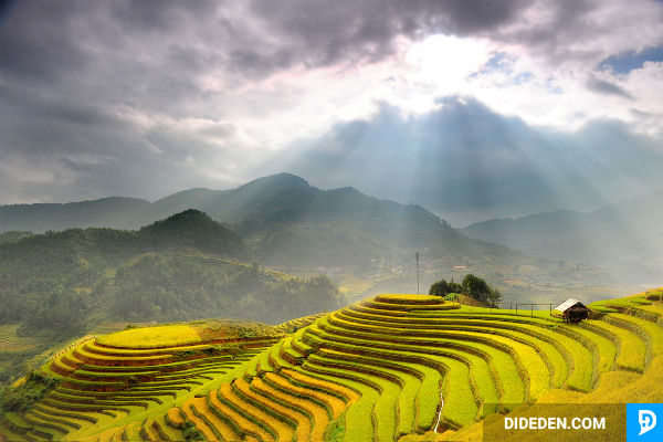 tour du lich mu cang chai sapa