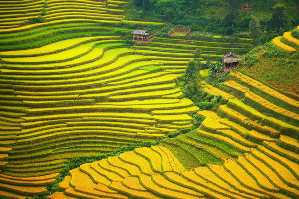 Tour du lịch Mù Cang Chải – Sapa mùa lúa chín 3N2Đ cực rẻ