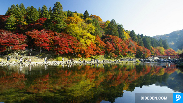 ve may bay di nagoya gia re