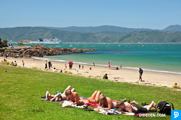 ve may bay gia re di new zealand