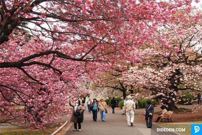 ve may bya di tokyo