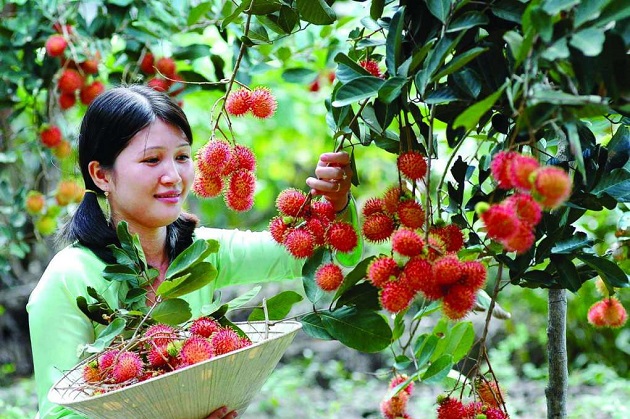 Tour du lịch miền Tây dịp lễ 2/9: Mỹ Tho – Cần Thơ (2N1Đ)