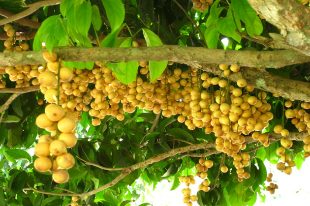 Vé máy bay từ Đà Nẵng đến Cần Thơ