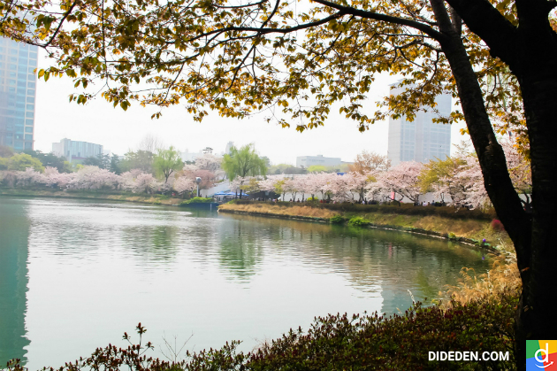 ve may bay di seoul gia re