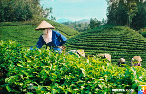 Du lịch Thái Nguyên