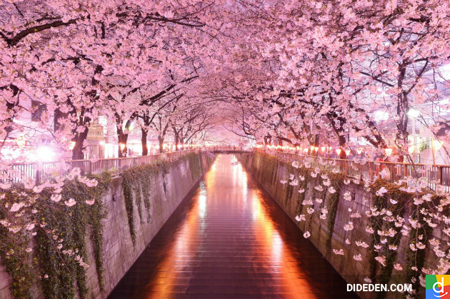 dat ve may bay gia re di tokyo