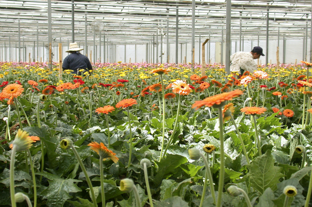 săn vé máy bay giá rẻ từ huế đi đà lạt