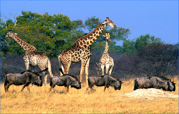 Visa đi Zimbabwe du lịch