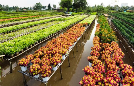 kinh nghiệm du lịch Đồng Tháp