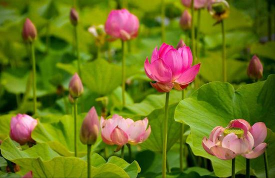 du lịch Đồng Tháp