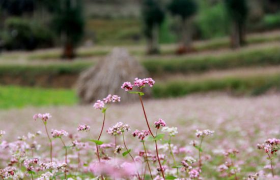 khai mạc lễ hội hoa tam giác mạch