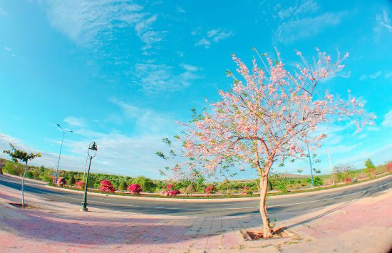 du lịch phan thiết