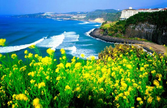 mua vé máy bay đi jeju