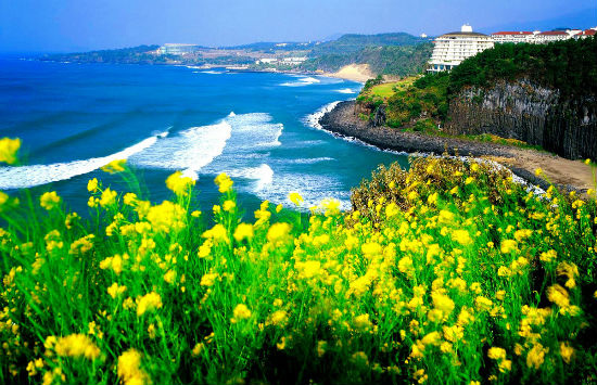 Thưởng ngoạn mùa xuân Jeju với loạt vé giá rẻ tháng 1/2018