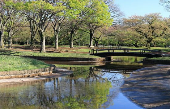 vé máy bay hà nội tokyo