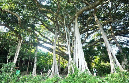 đặt vé máy bay đi đà nẵng tháng 1/2018