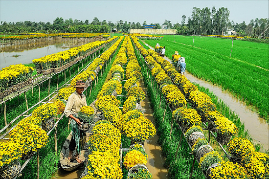 Tour miền Tây: Trải nghiệm làng hoa Sa Đéc dịp đầu năm 2021
