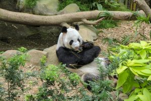 du lịch Singapore Malaysia - Vườn thú