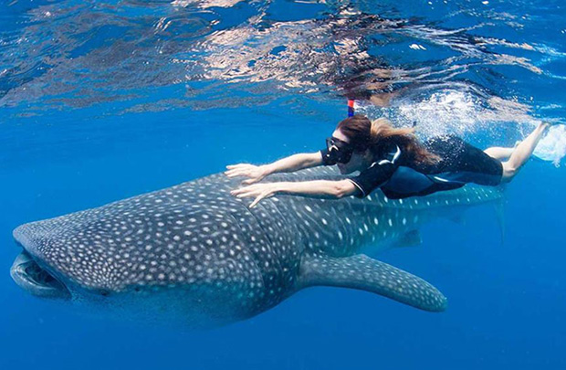 tour Philippines từ TPHCM bơi cùng cá mập ở biển Oslob