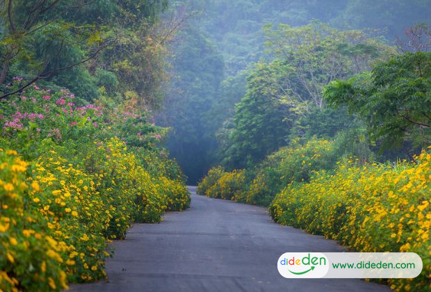 du lịch Ba Vì 1 ngày nên đi đâu - Hoa dã quỳ 