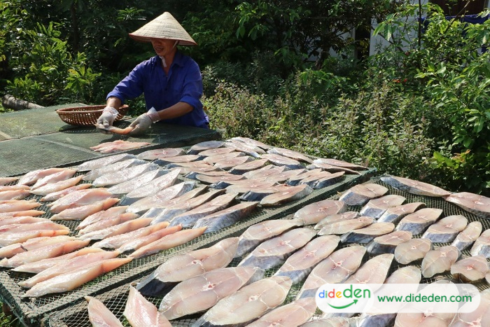 Tour Côn Đảo giá rẻ - Cá thu một nắng