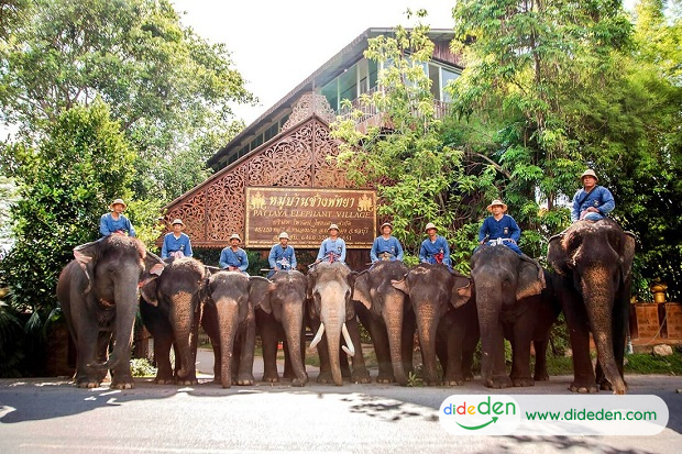 Tour Thái Lan từ Đà Nẵng - Làng voi rừng