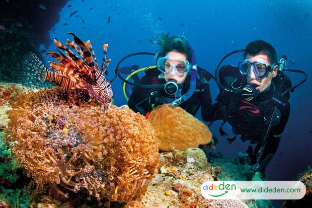 10 best dive sites in vietnam and tips for divers